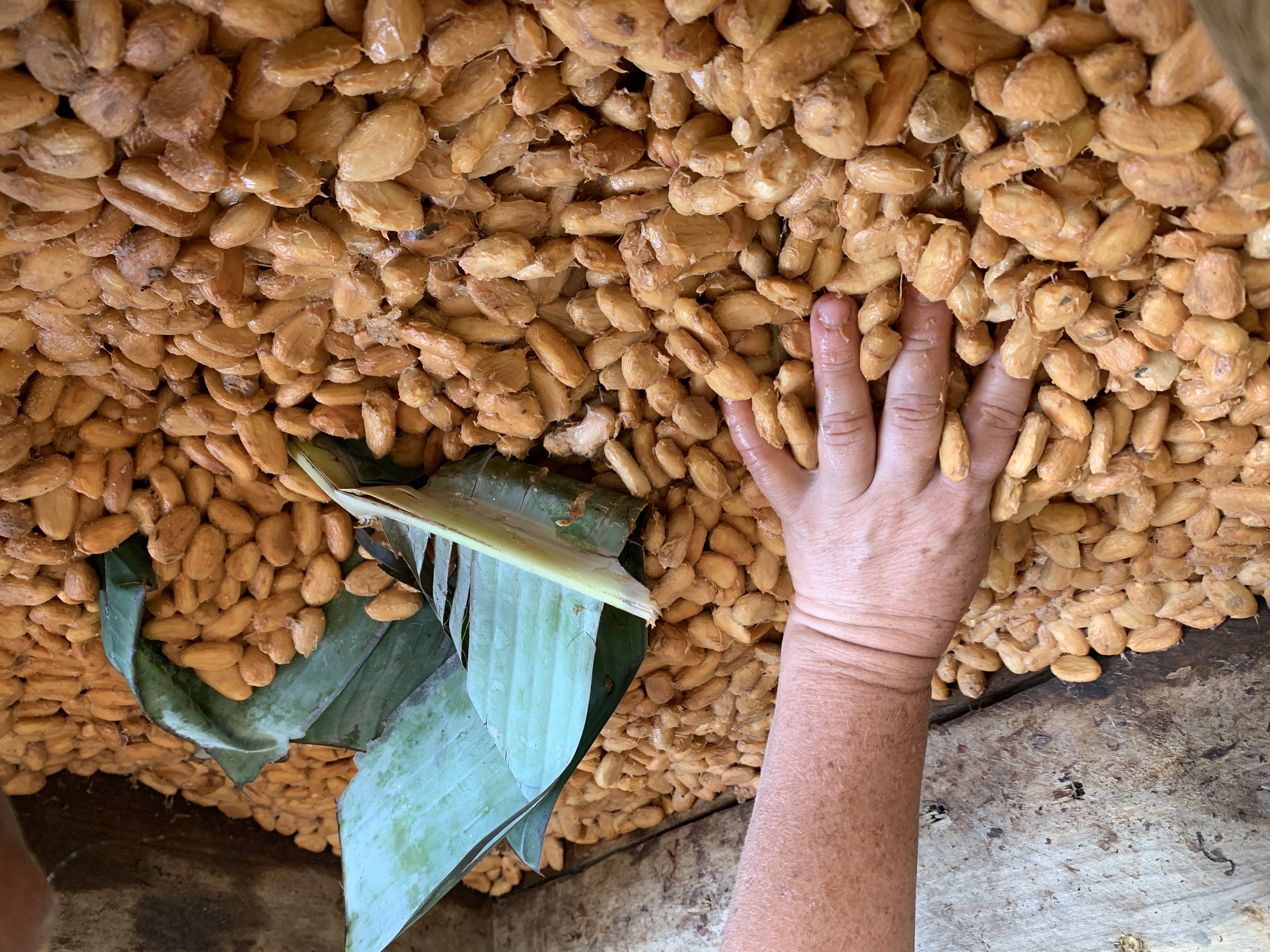 Fermentación Lua